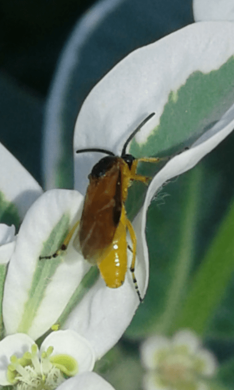 Tenthredinidae : Athalia sp.?